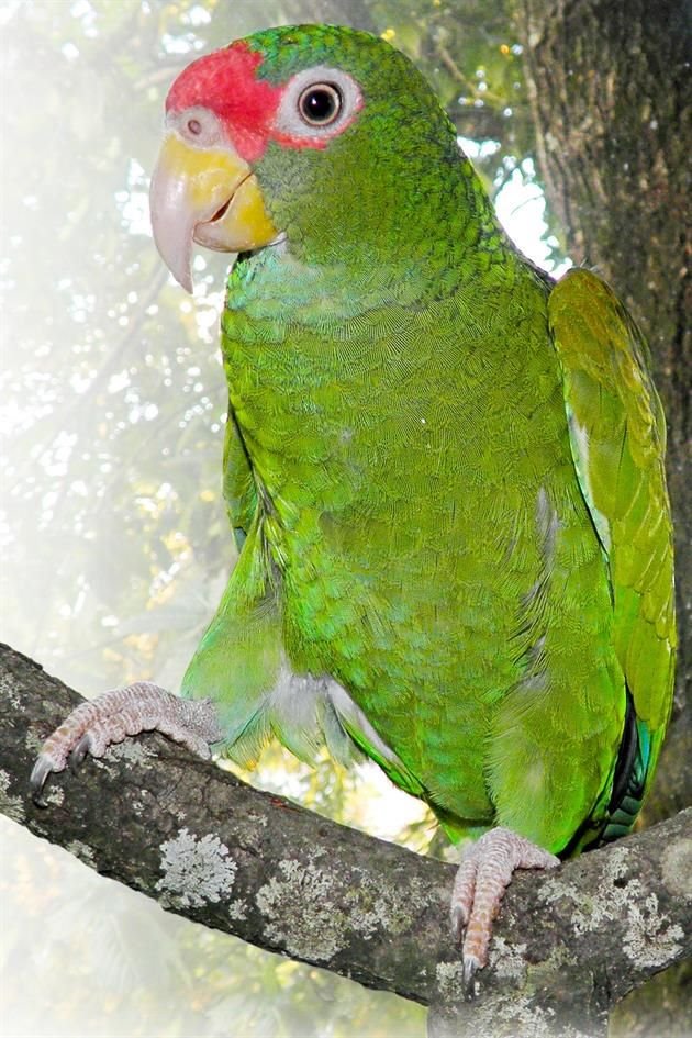 El loro Amazona gomezgarzai se distingue de otras especies de la zona por su frente roja y sus alas de punta azul.