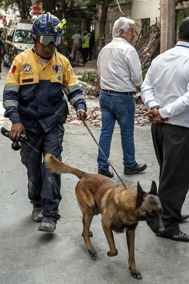 Los perros también ayudan a los rescatistas.
