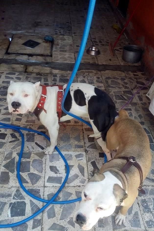 Merry no tiene fracturas y será dada en adopción cuando se recupere.