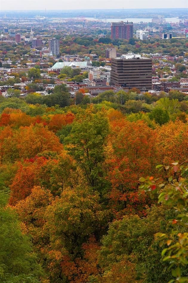 Una de las temporadas más fotogénicas, el otoño en Montreal, Canadá, entrará en su mejor momento.