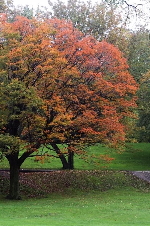 Una de las temporadas más fotogénicas, el otoño en Montreal, Canadá, entrará en su mejor momento.