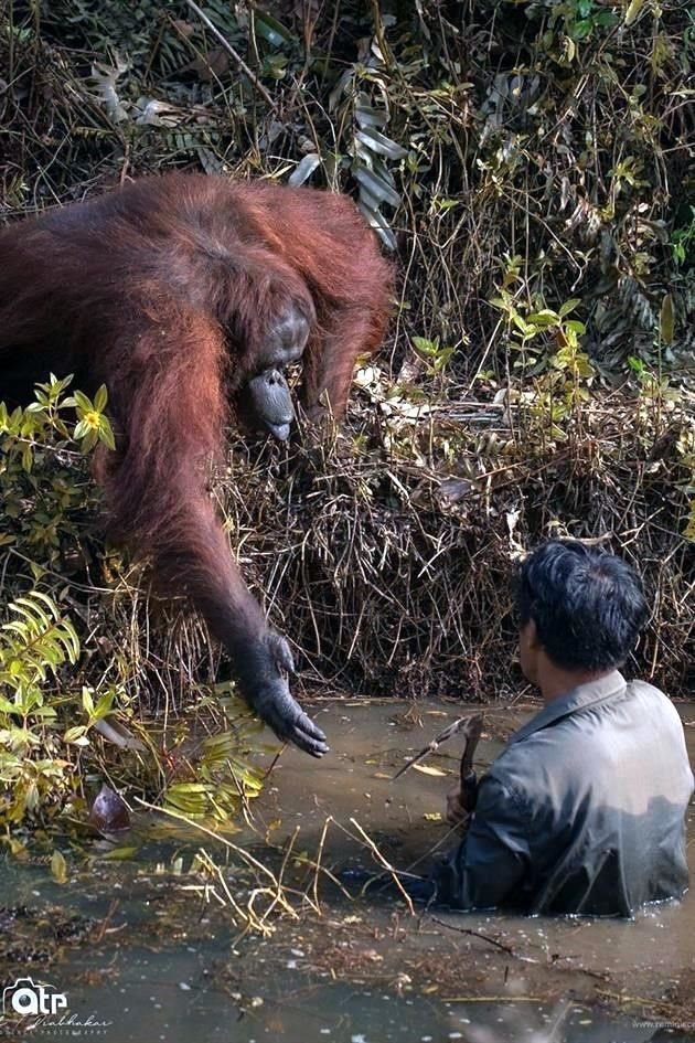La foto fue tomada en un refugio de orangutanes.