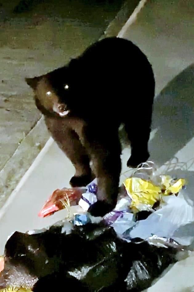Las apariciones de osos han sido múltiples durante esta primavera.