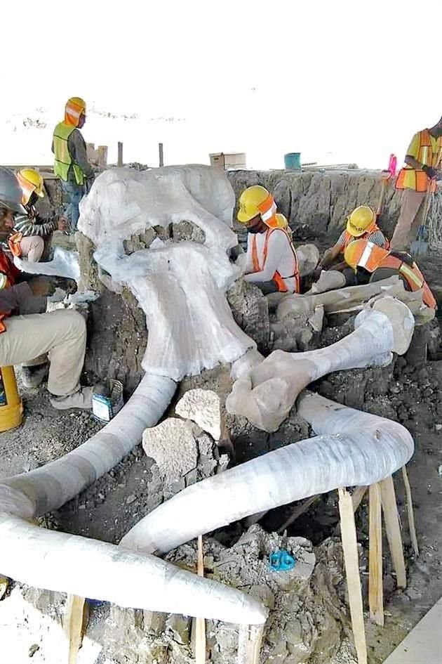 Especialistas del INAH trabajan con los restos óseos de un mamut.