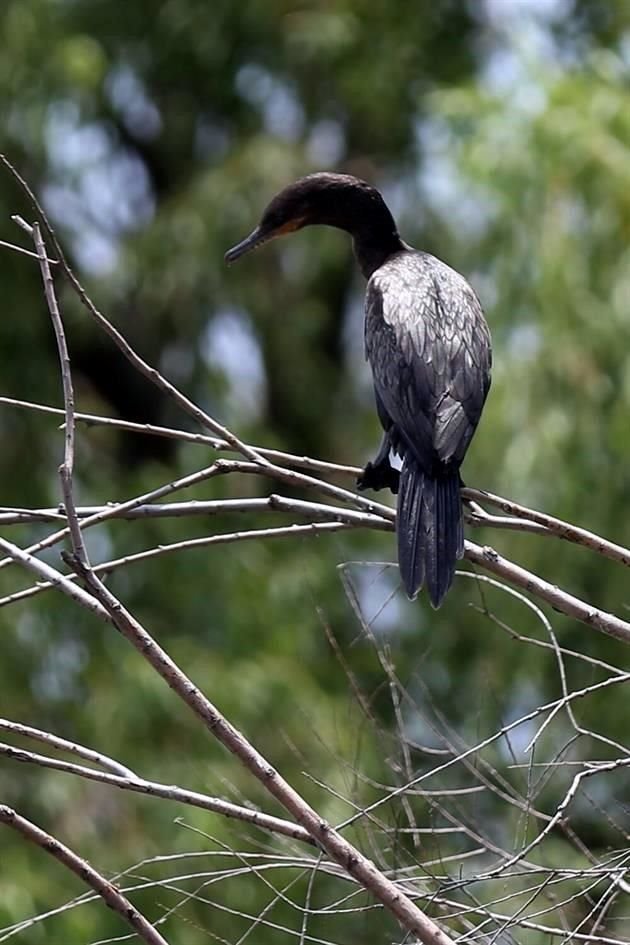 Un Cormorán Neotropical posa en una rama.