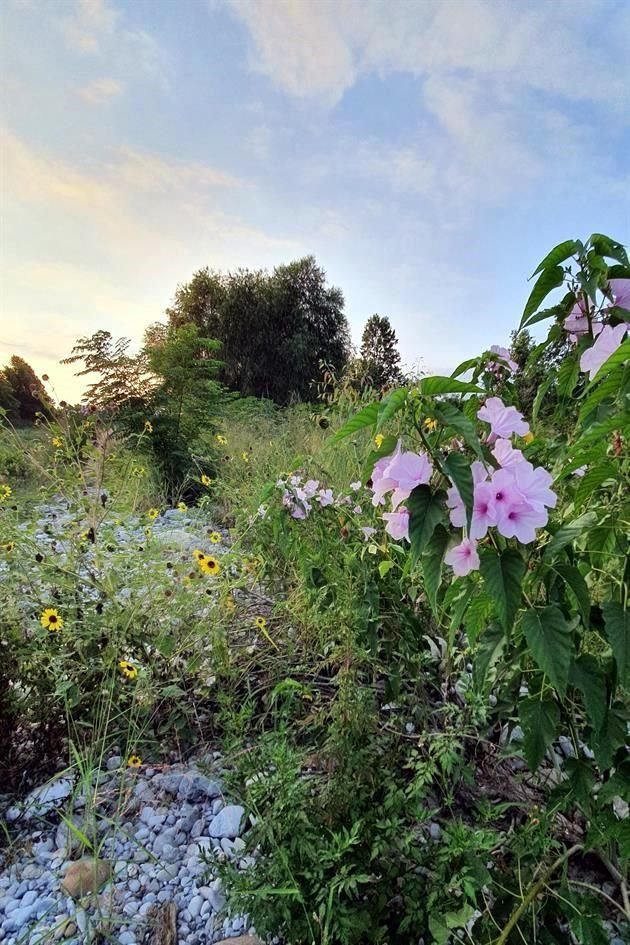 La transformación del Río Santa Catarina esconde cientos de especies de flora, como la flor manto de la virgen.