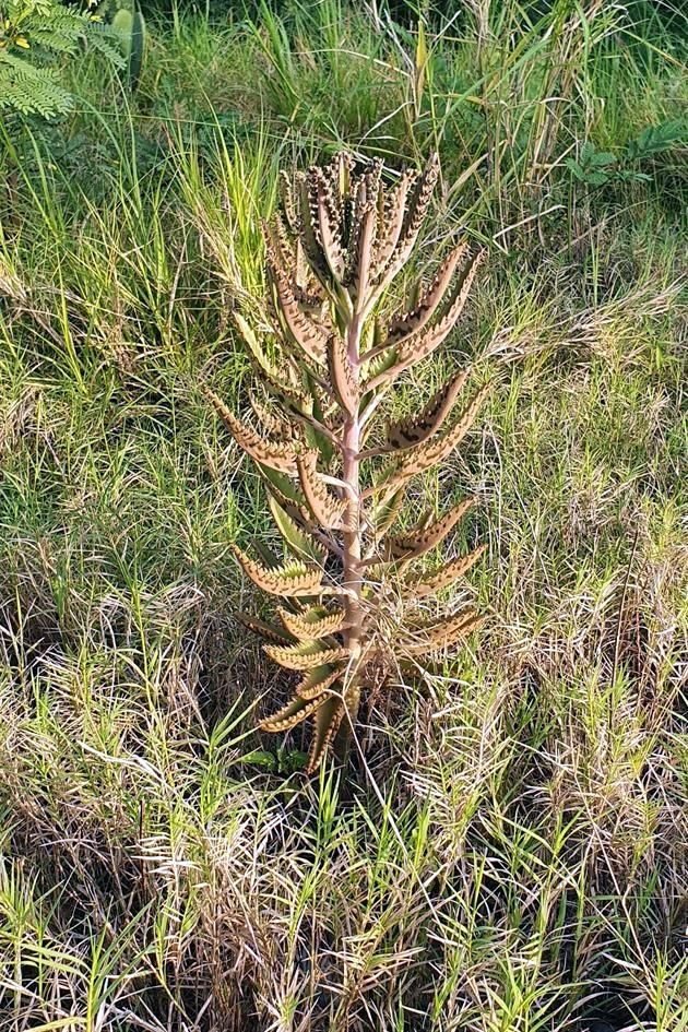 Dentro de la flora en el cauce se encuentran plantas como la sábila. 