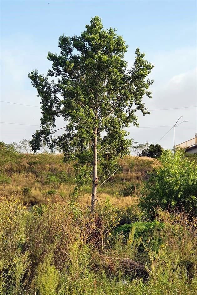 Dentro de la flora en el cauce se encuentran árboles como  el alamillo (populus tremuloides).