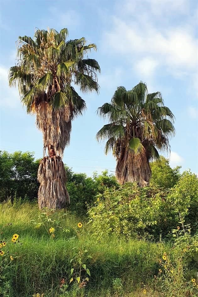 Las palmeras también se encuentran dentro del ecosistema.