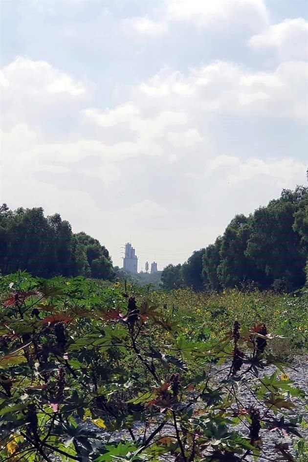 El Río Santa Catarina continúa luchando por permanecer como río, un pulmón para la Ciudad.