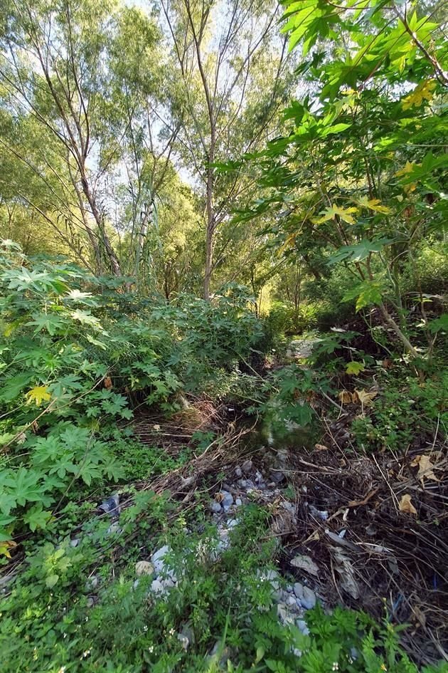El río se ha transformado en lo que se conoce como un bosque ripario o de galería.