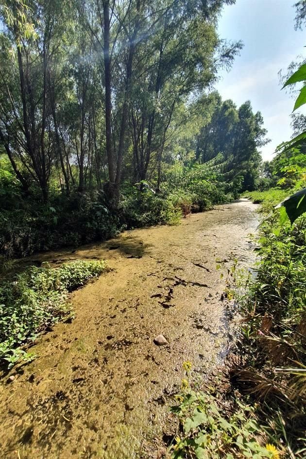 El cauce del Río Santa Catarina se transforma de cristalino a pantanoso en algunas partes.