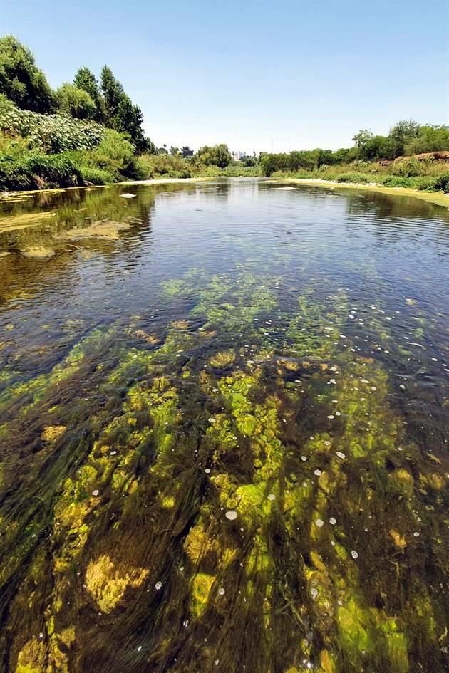 El río es un pulmón importante para el área metropolitana, con un ecosistema que no tenía desde hace alrededor de un siglo, acorde a especialistas.