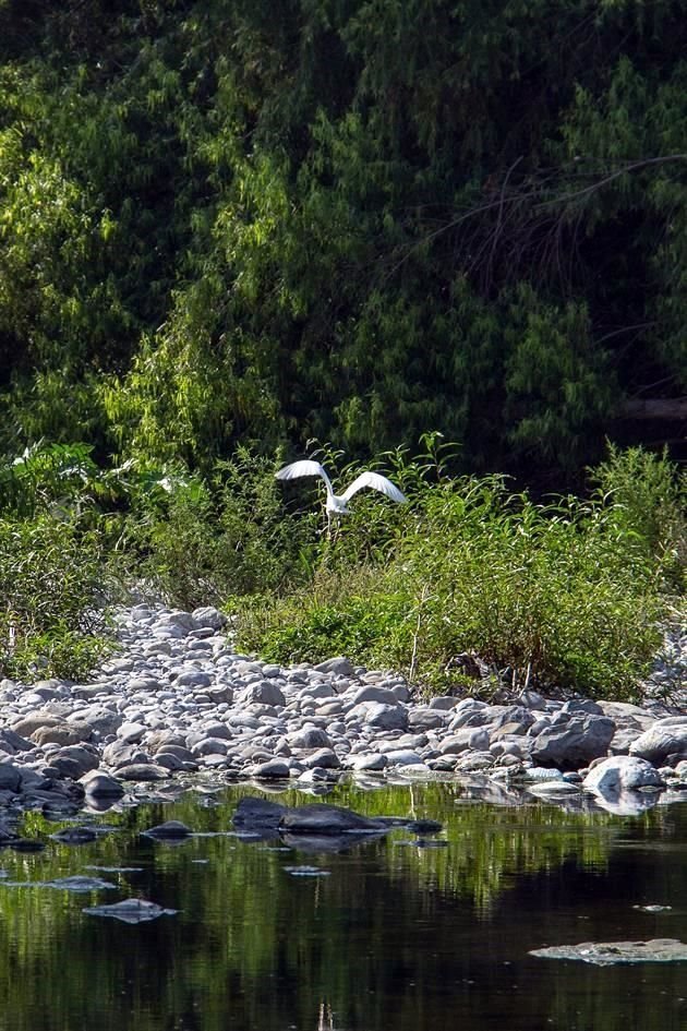 Las aves recorren toda la ribera dentro del área metropolitana.