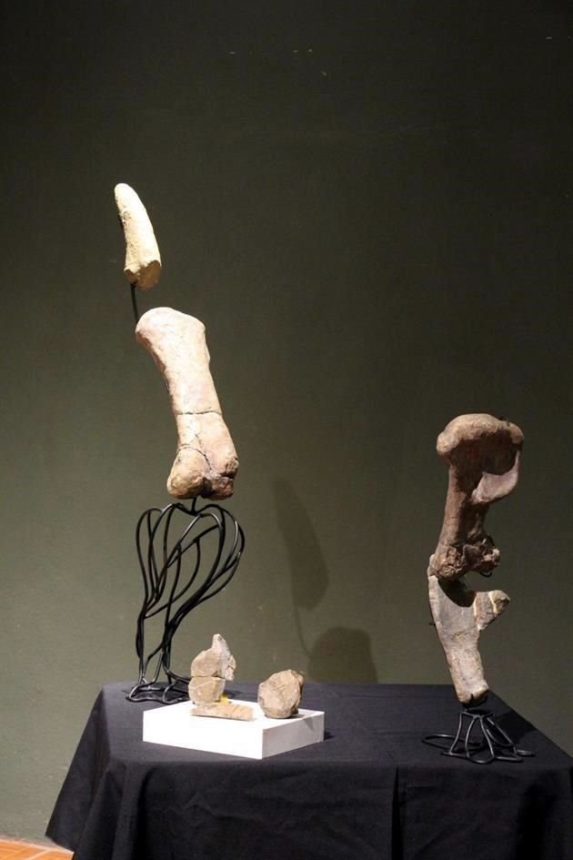 Las piezas tienen 85 millones de años y fueron encontradas en el municipio de Ocampo, Coahuila.