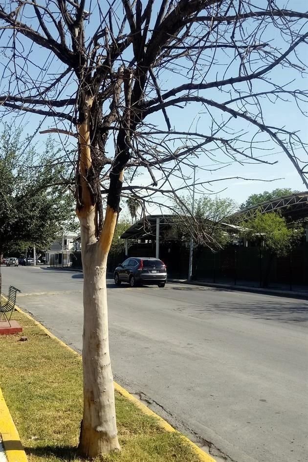 En la Colonia Mitras Centro hay evidencia de árboles secos por falta de riego, como éste caso, en la calle Hermosillo.
