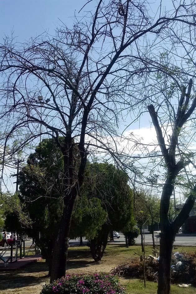 En la Colonia Mitras Centro hay evidencia de árboles secos por falta de riego, como éste caso, en la calle Hermosillo.