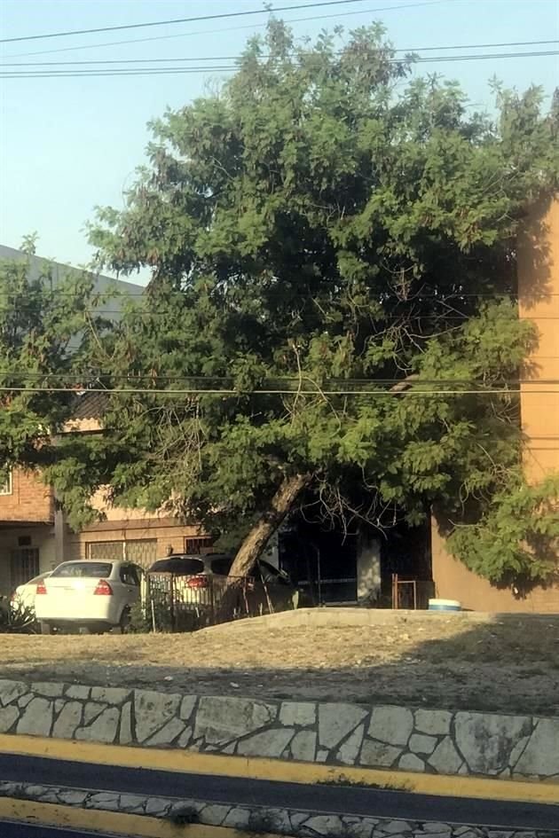 Este árbol, a punto de caerr, se ubica sobre Puerta del Sol y ha generado preocupación entre los vecinos de San Jerónimo.