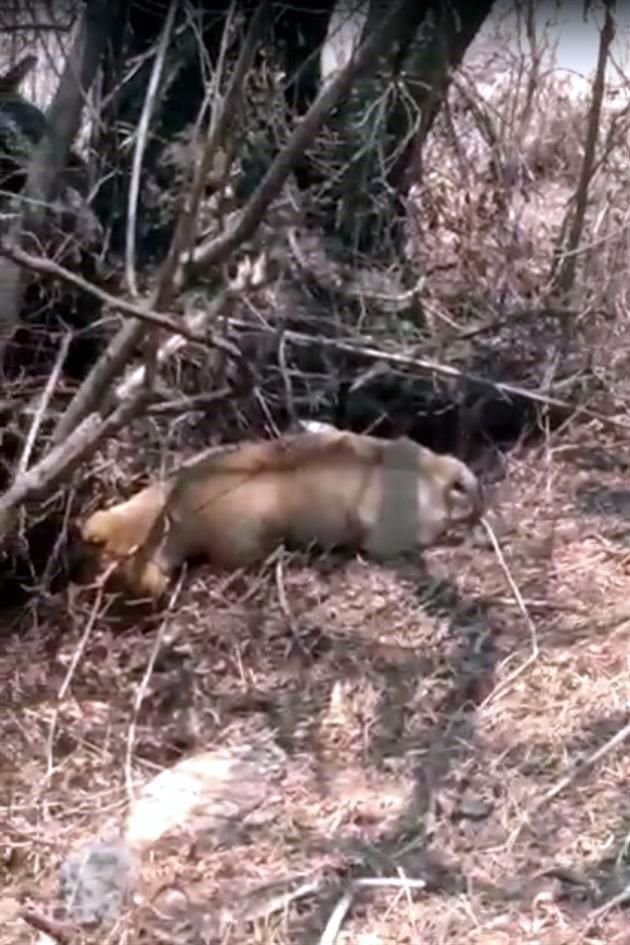 'Hace rato que vine al cerro me encontré con un señor que me dijo que algunas personas que tienen vacas y animales aquí arriba, vinieron a esparcir (la carne)', dijo un hombre.