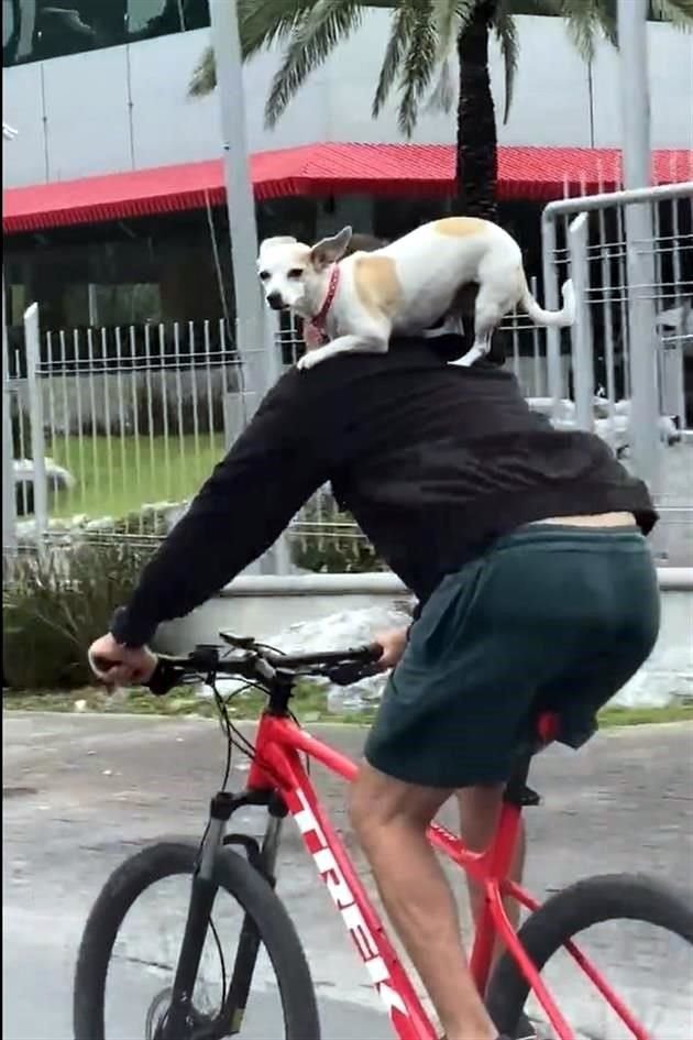 El ciclista llevaba al perro en su espalda cuando circulaba por la Avenida Gómez Morín.