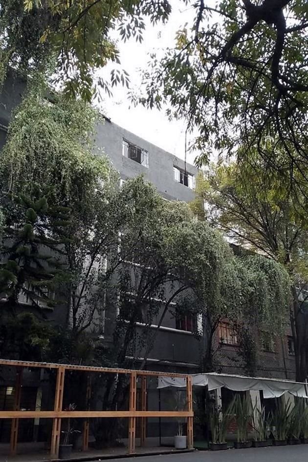 De acuerdo con arboristas, ejemplares de la Colonia Roma se encuentran infestados del muérdago, una planta parásita.