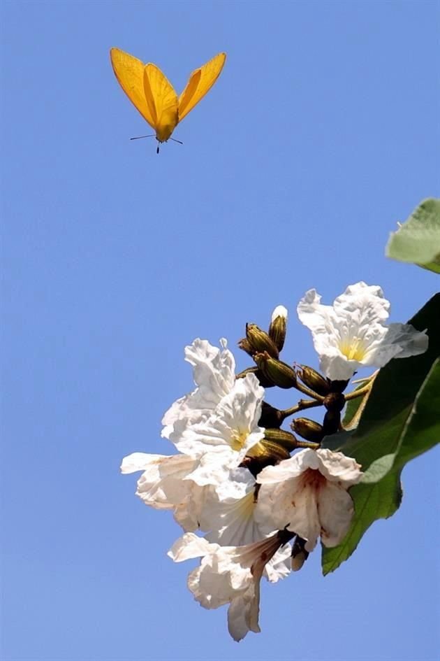 Las especies locales buscan alimento en cenizos, anacahuitas, lantanas, orégano nativo, girasol, luz de bengala, zizote, salvia y lavanda.
