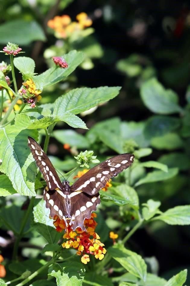 Jerónimo Chávez Cisneros, integrante de 'Correo Real', una organización que documenta el paso de las mariposas Monarca, dijo que el alimento es fundamental para que puedan sobrevivir al invierno.