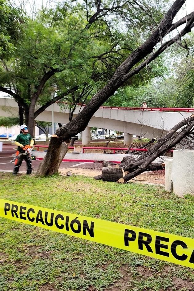 Los árboles comenzaron a cortarlos desde el miércoles de esta semana como este fresno americano ubicado en la rotonda del Paseo de Los Duendes.