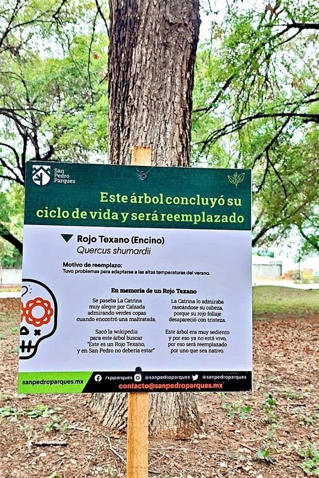 Los árboles comenzaron a cortarlos desde el miércoles de esta semana como este fresno americano ubicado en la rotonda del Paseo de Los Duendes.