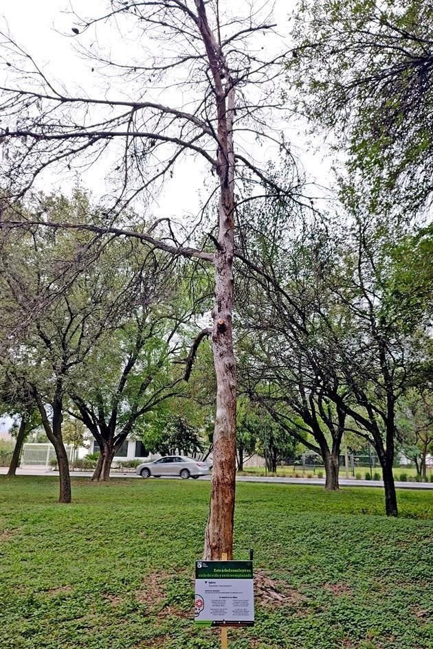 Este sabino murió por falta de agua, entre Suchiate y Balsas.