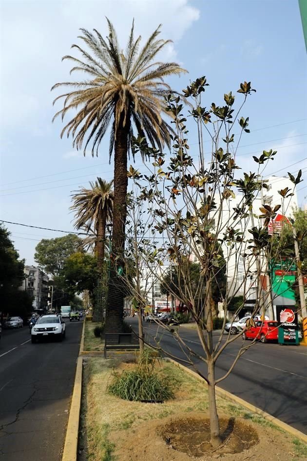 Sobre el camellón de Doctor Vértiz cohabitan palmeras muertas, trozos de palmeras sin retirar y pequeños árboles nuevos.