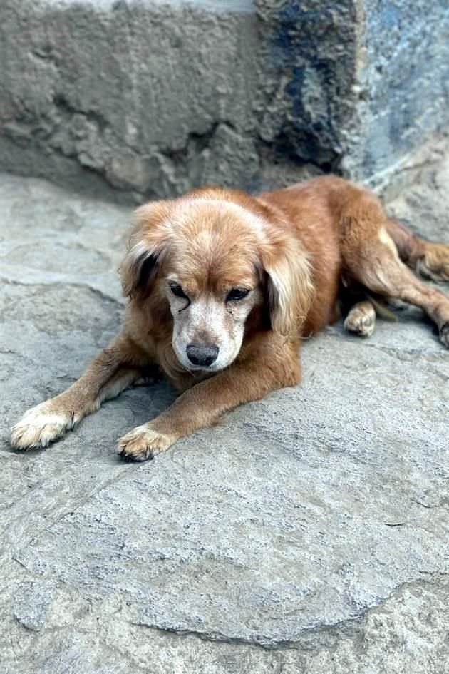 Para continuar con los rescates, tratamiento y asilo para los perros,  requieren de donaciones.