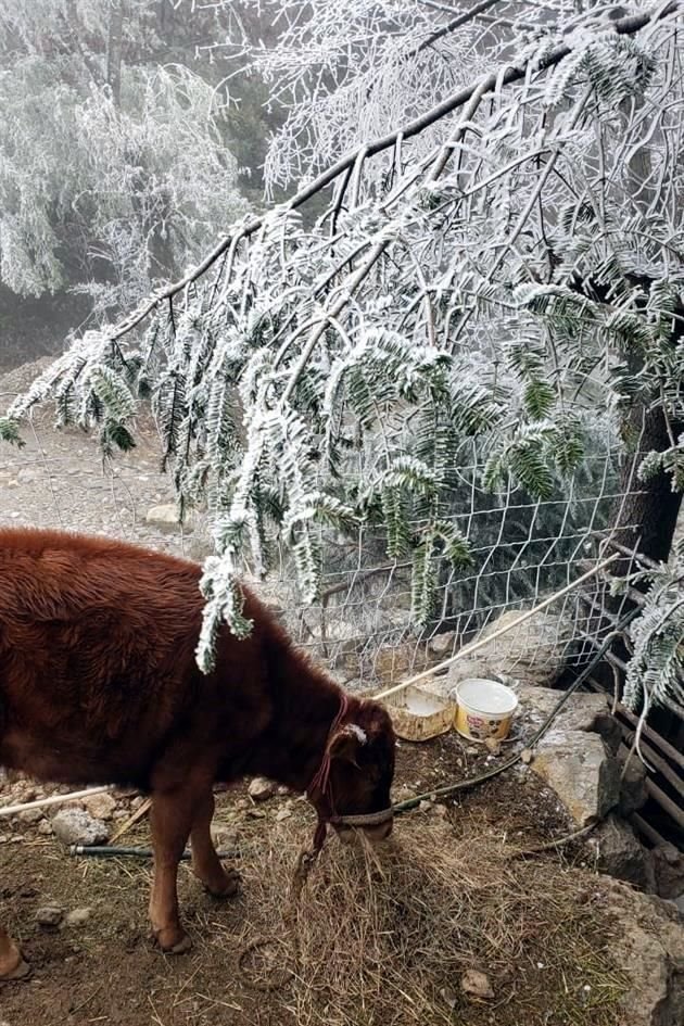 Esto derivó en caída de agua nieve en zonas de Laguna de Sánchez, La Boquilla y Peñita.