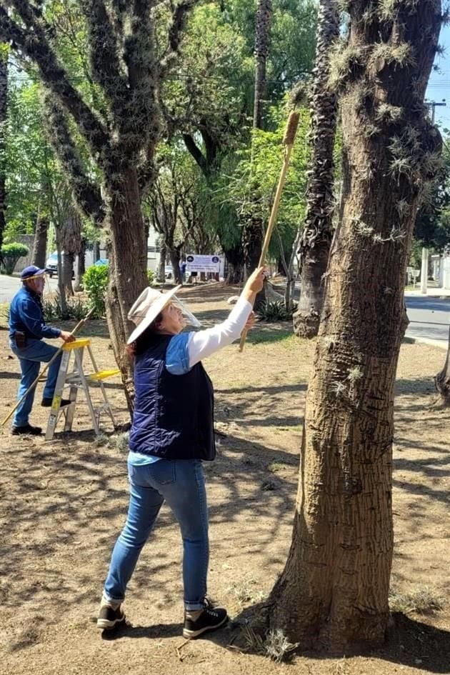 El Ayuntamiento señaló que en un año ha derribado 119 ejemplares infestados.