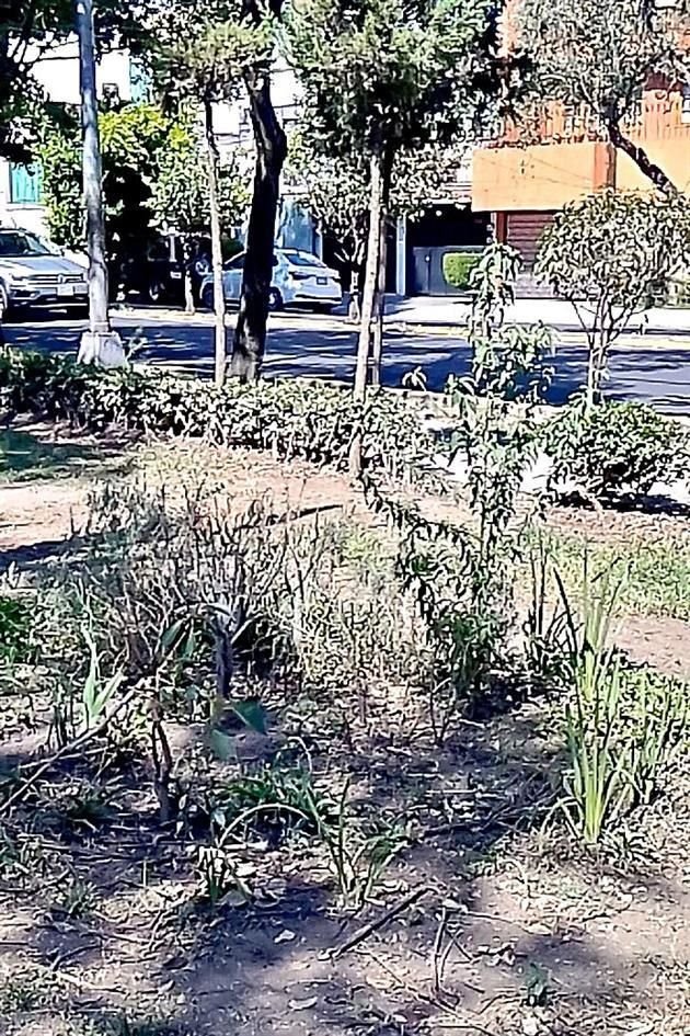 En Romero de Terreros buscan aminorar las islas de calor.