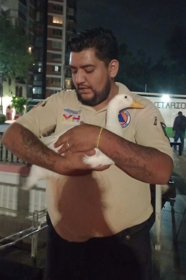 Un pato fue rescatado por personal de la Alcaldía Miguel Hidalgo mientras intentaba ingresar a la estación Chapultepec de la Línea 1 del Metro.