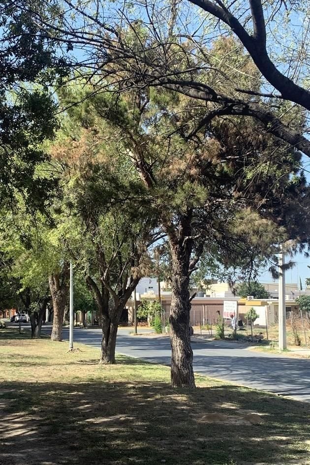 En Fray Luis de León existen varios pinos secos, por lo que los residentes piden a las autoridades regar las áreas verdes más seguido.
