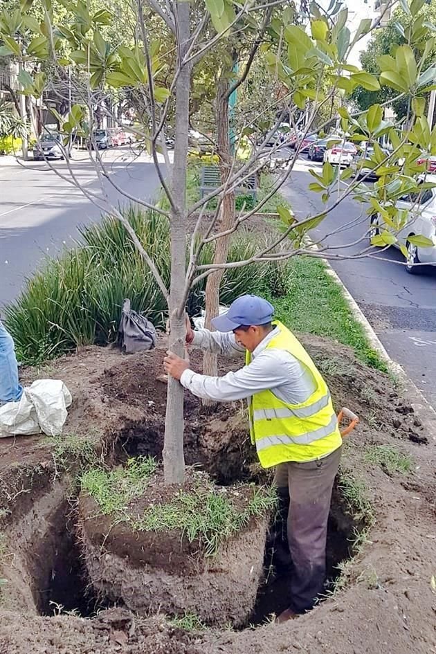 La Sedema cambió las palmeras de 20 metros por magnolias, olmos, ébanos, astronómicas y duraznillos.