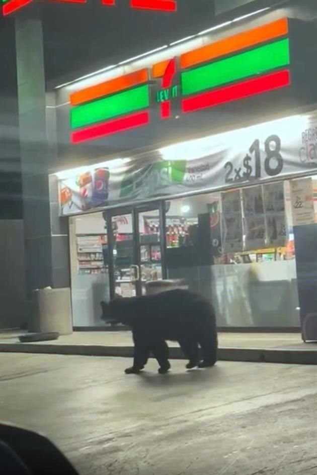 Al parecer el animal bajó en busca de alimento.