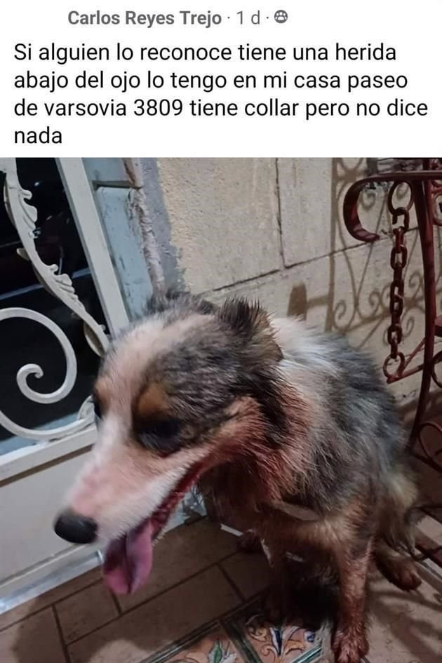 En publicaciones reportaron a las mascotas desaparecidas.