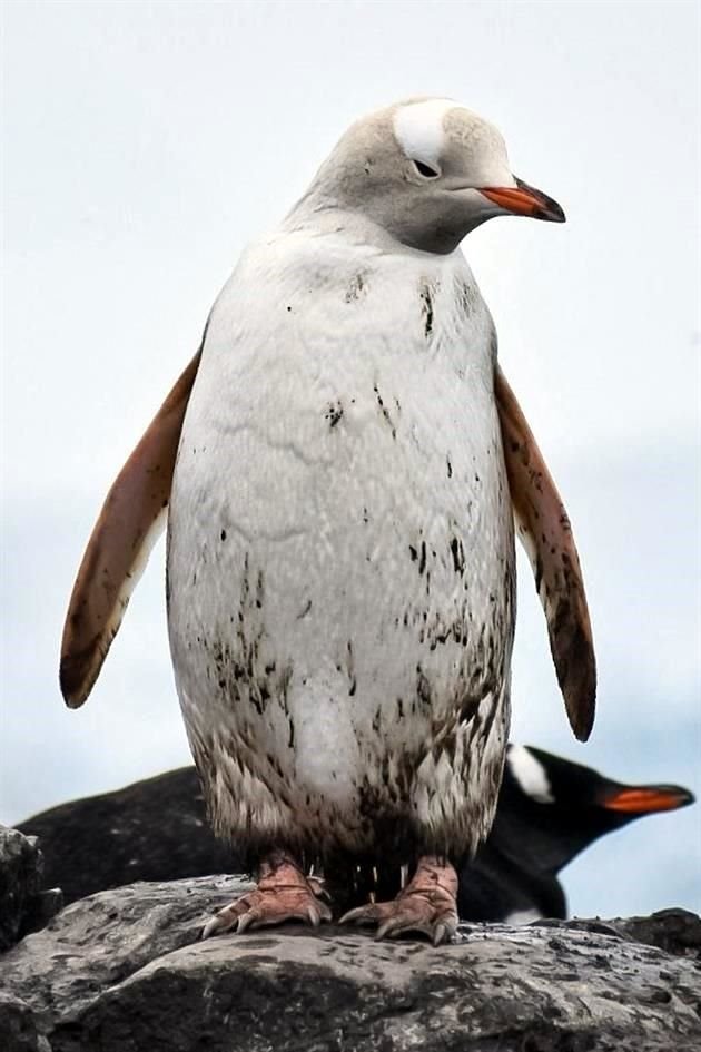 El espécimen sorprendió por su color, pues no tenía el habitual plumaje bicolor.