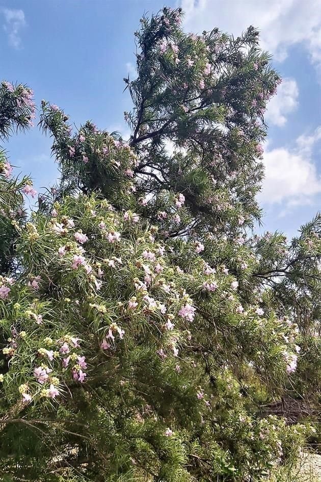 Mimbre (Chilopsis linearis).