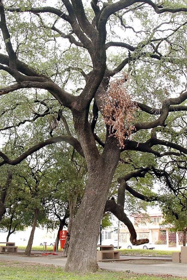 Encino Siempre Verde (Quercus virginiana).