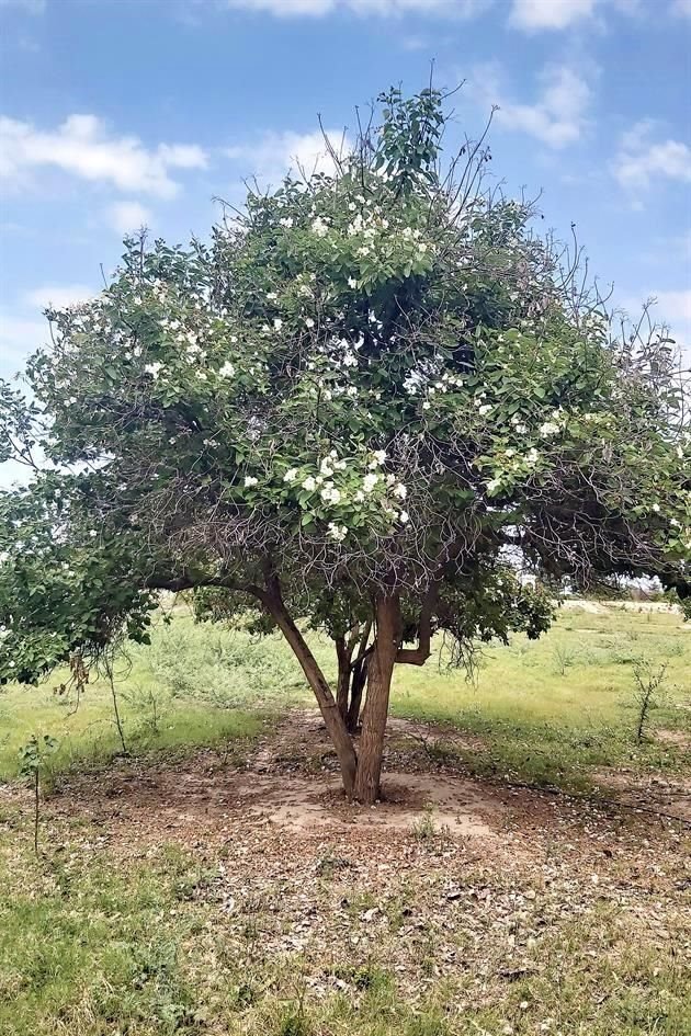 Anacahuita (Cordia boissieri).