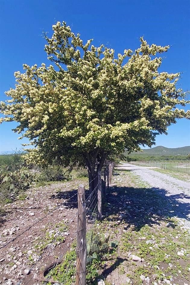 Ébano o Maguacata (Ebenopsis ebano).