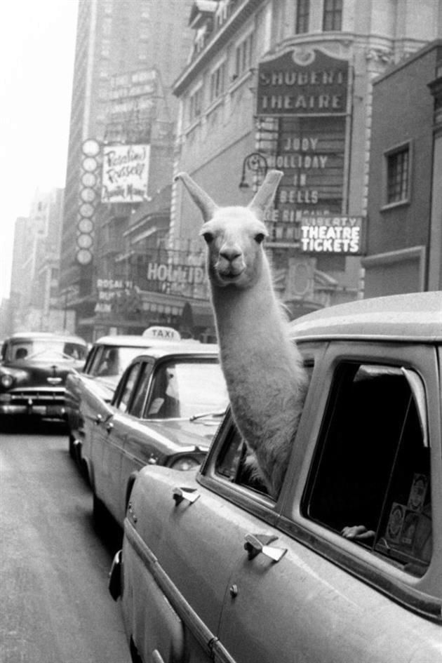 A llama in Times Square. Inge Morath.