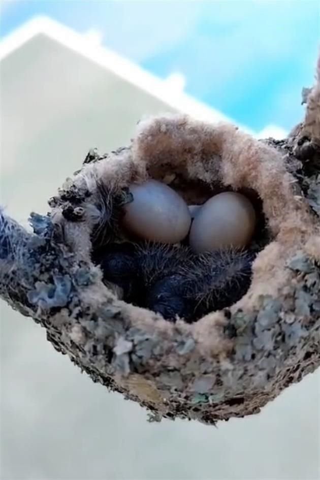 Una red de basquetbol, en una escuela de Apodaca, se convirtió en el hogar de un par de colibríes luego de que su madre decidió anidar ahí.