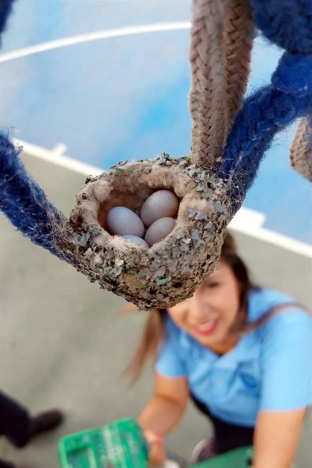 El miércoles nacieron los dos primeros colibríes y es posible que en estos días nazcan los demás.