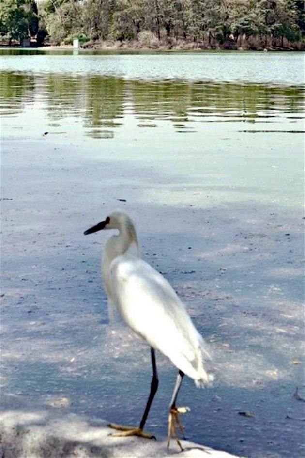 Por ahora, las aves de la segunda sección deberán esperar.