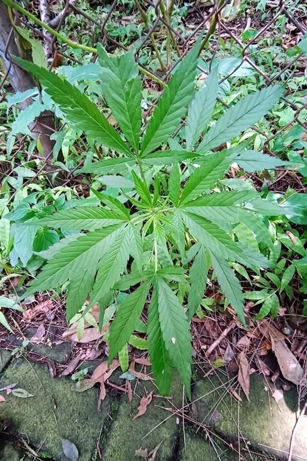 Planta de cannabis sativa documentada como parte del BioBlitz en Chapultepec.